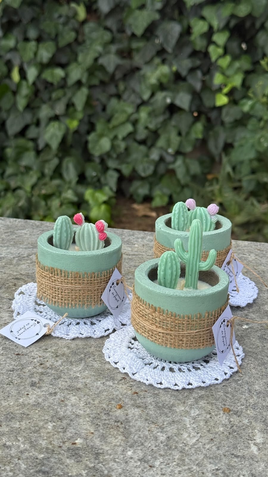 Vela Cactus
